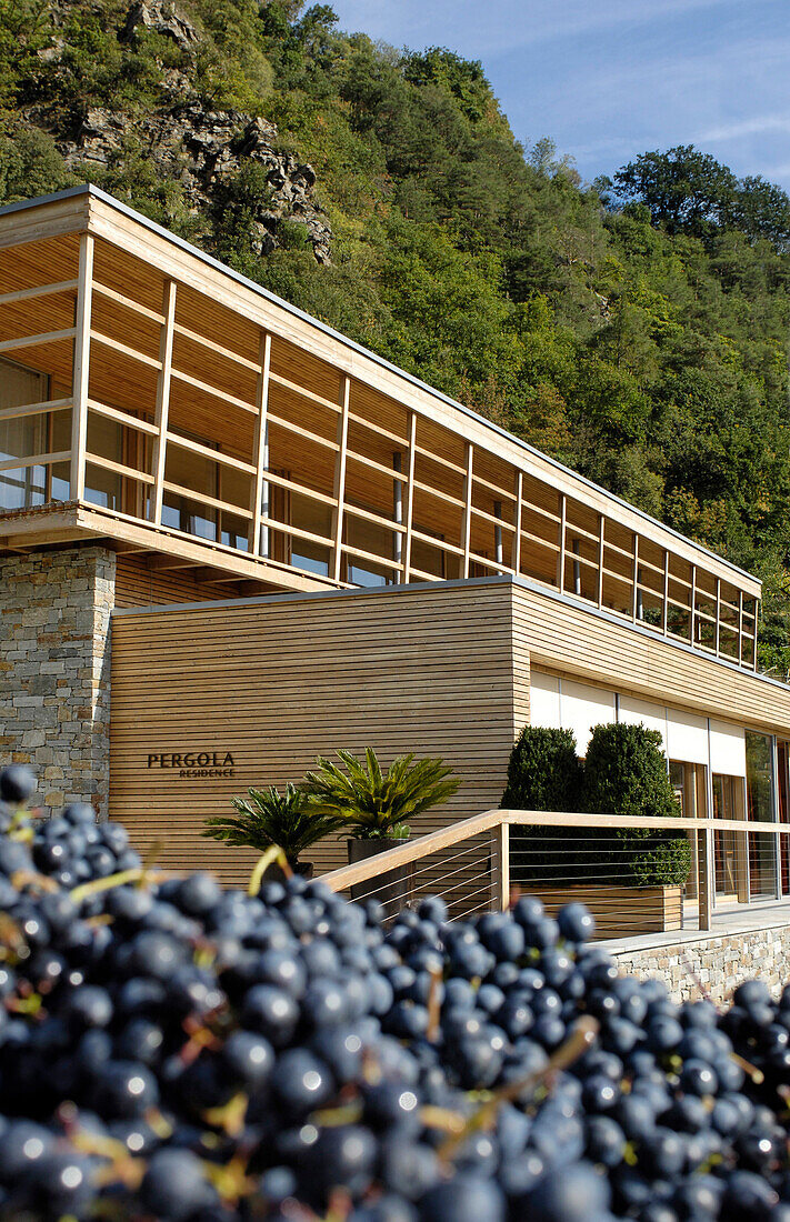 Weintrauben vor dem Designhotel Pergola Residence im Sonnenlicht, Meran, Vinschgau, Südtirol, Italien, Europa