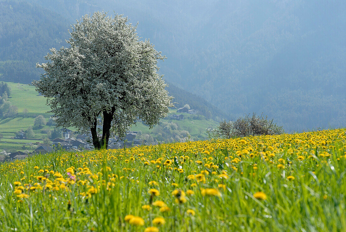 Blumenwiese und blühender Baum im Sonnenlicht, Völs am Schlern, Südtirol, Italien, Europa