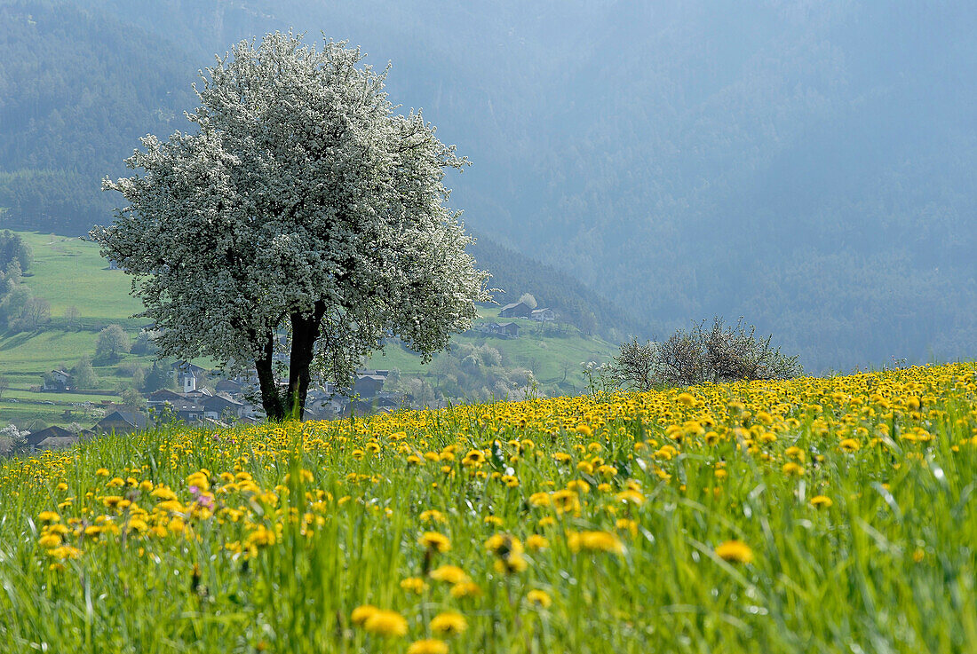 Flower meadow and blooming tree in the sunlight, Völs am Schlern, South Tyrol, Italy, Europe