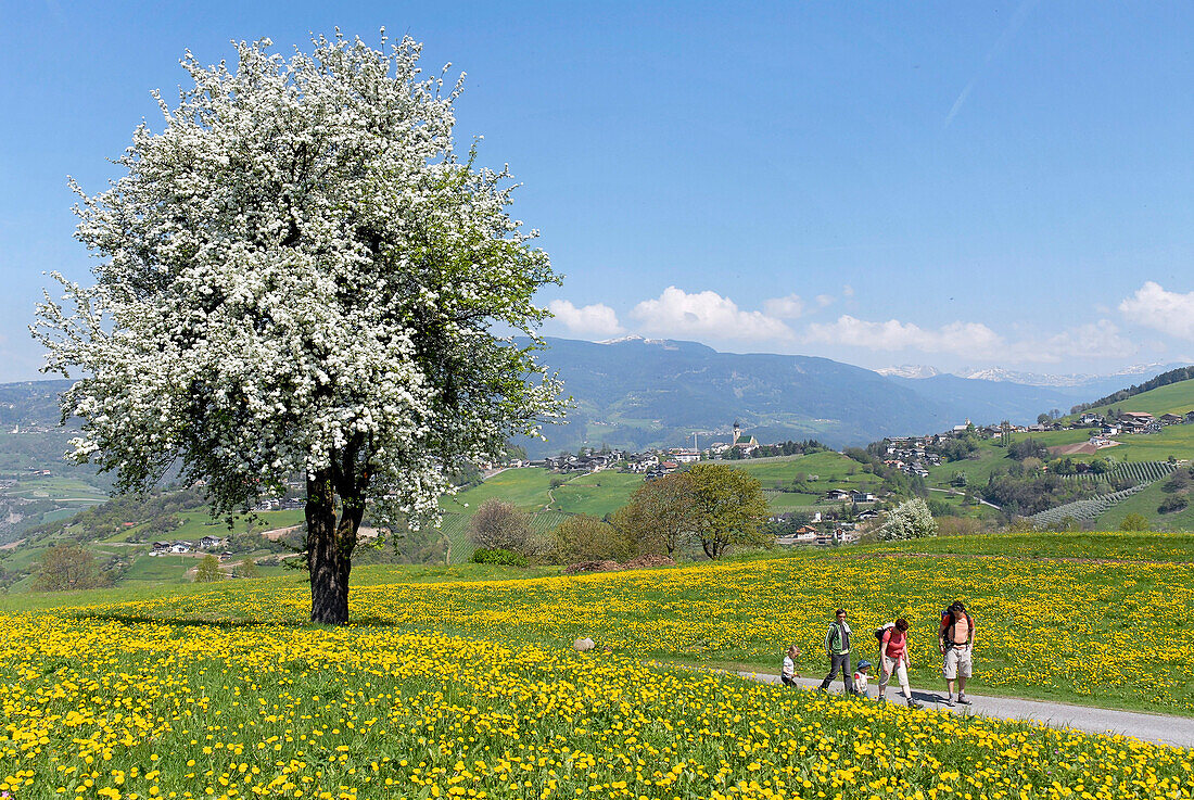 Familie auf einer Wanderung in den Bergen im Frühling, Völs am Schlern, Südtirol, Italien, Europa