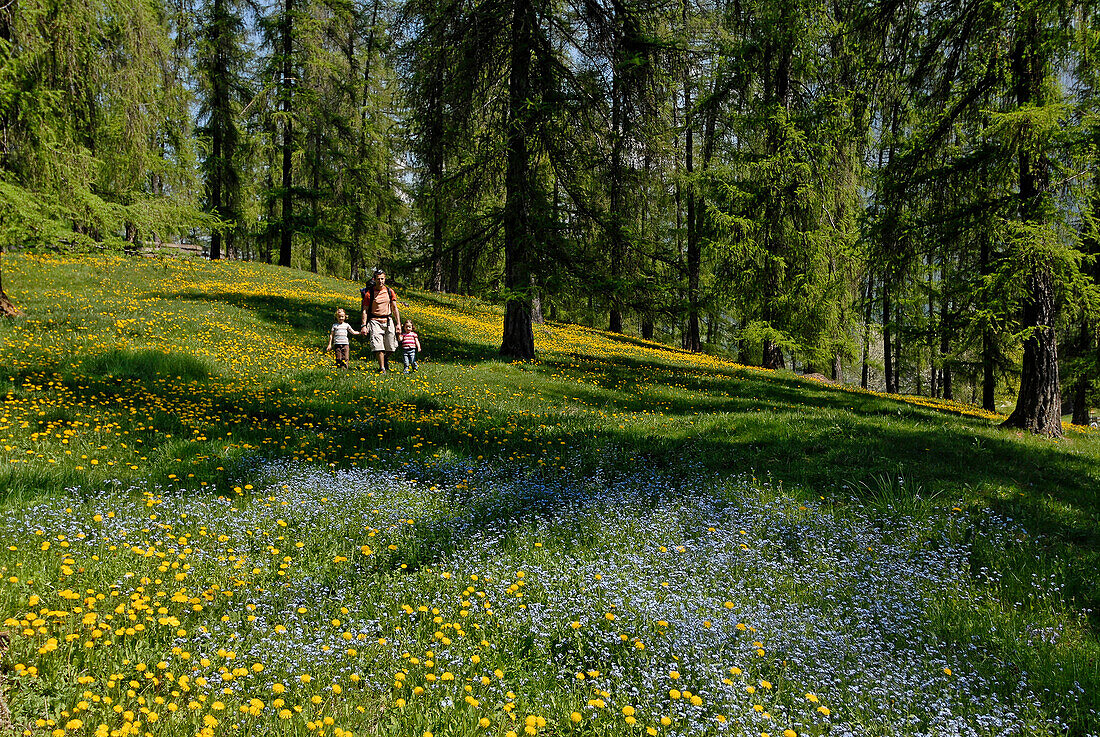 Familie spaziert über eine Blumenwiese, Südtirol, Italien, Europa