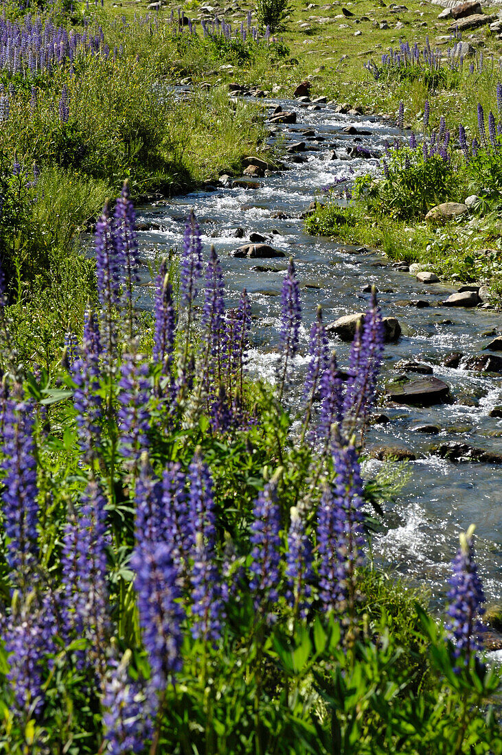 Mountain stream with flowers in the sunlight, Schnals valley, Val Venosta, South Tyrol, Italy, Europe
