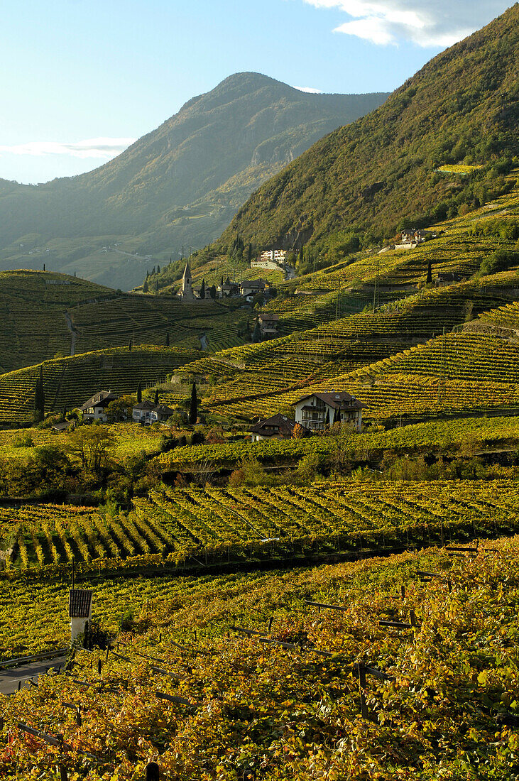 Vineyards and the Magdalena hill in the sunlight in autumn, Bozen, South Tyrol, Italy, Europe