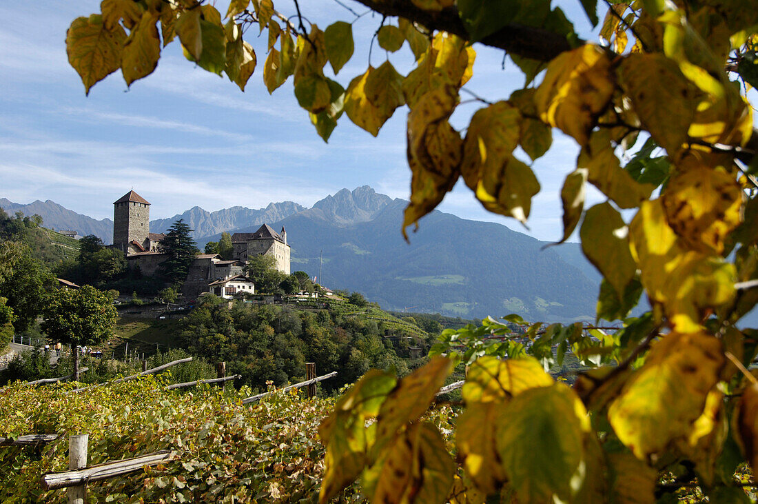 Blick auf Schloss Tirol oberhalb eines Weinbergs im Herbst, Burggrafenamt, Etschtal, Vinschgau, Südtirol, Italien, Europa