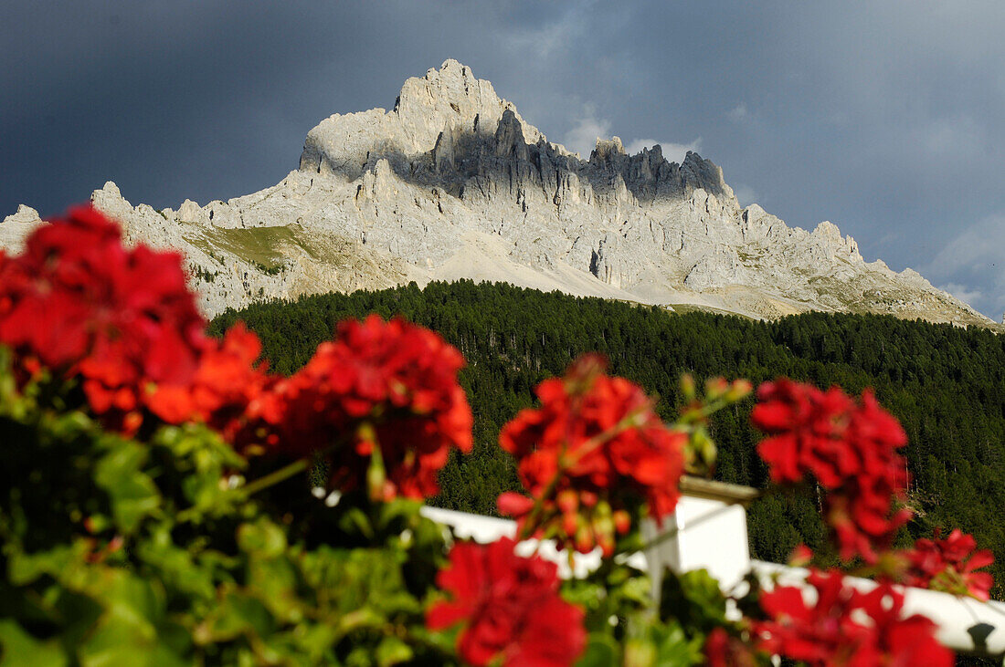 Red geranium in front of mountains under grey clouds, Latemar, Eggen valley, Dolomites, Italy, Europe