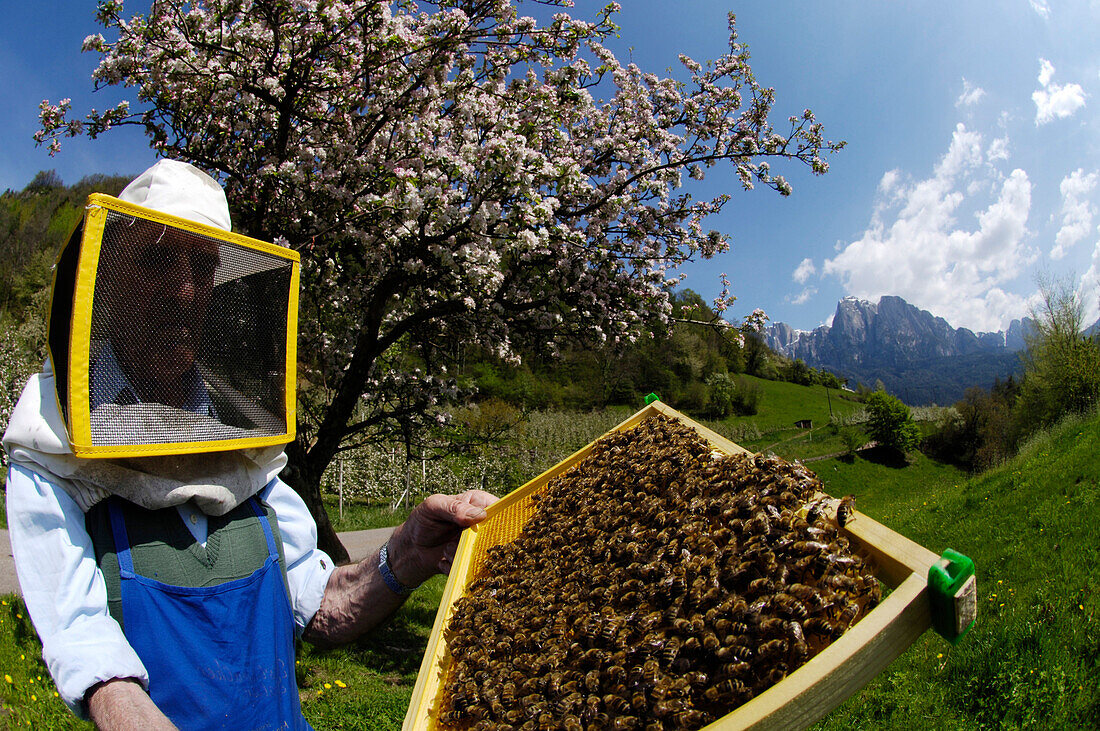 Imker mit Wabe voller Bienen vor blühendem Baum, Schlern, Eisacktal, Südtirol, Italien, Europa