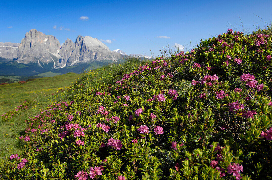 Blühender Alpenrosen auf einer Almwiese im Sonnenlicht, Seiser Alm, Eisacktal, Südtirol, Italien, Europa
