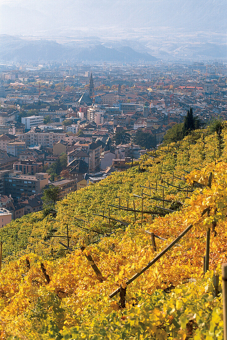 Vineyards on Magdalena hill, Bolzano, South Tyrol, Italy