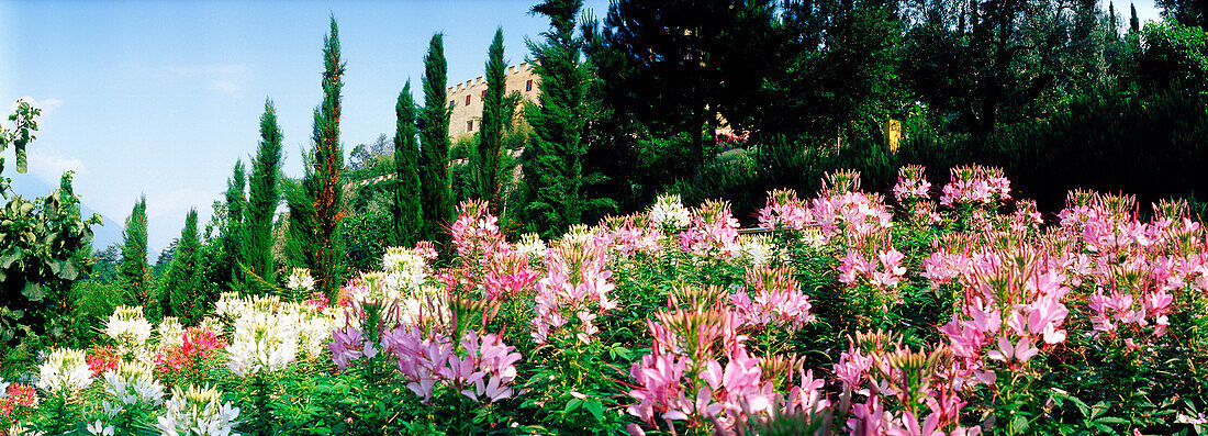 The garden of Trauttmansdorff castle, Meran, South Tyrol, Italy