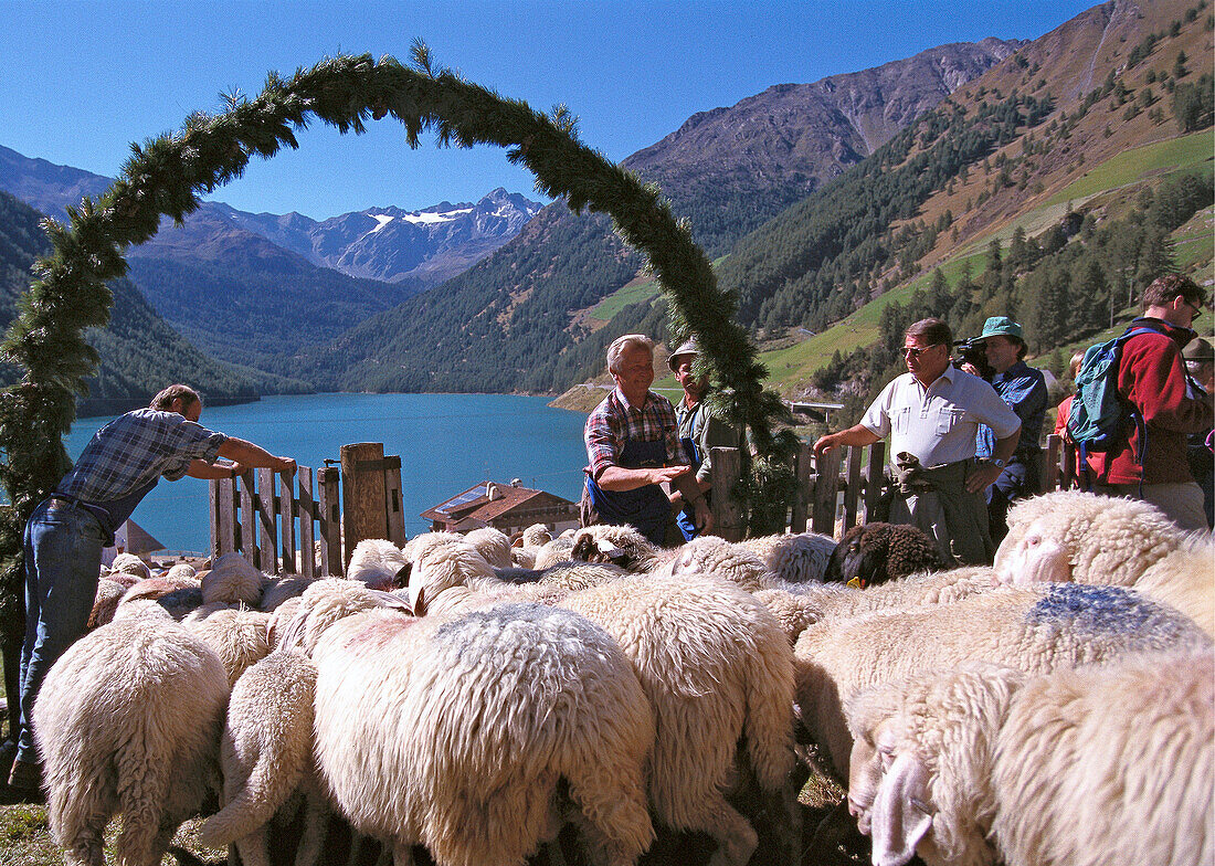 Flock of sheep with shepherds on an alpine pasture, Mountain landscape, Vernagt reservoir, Schnalstal, Oetztaler Alps, South Tyrol, Italy