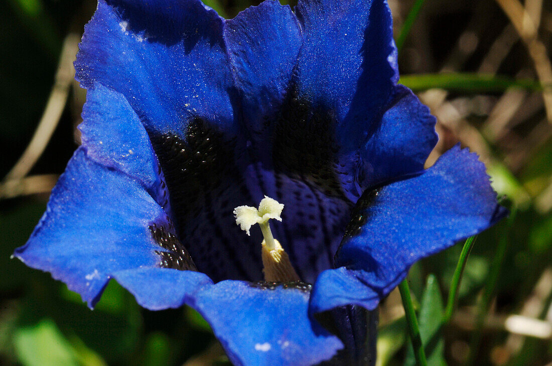 Blue Gentian flower, Close up, Alpine flower, Botanic, Nature