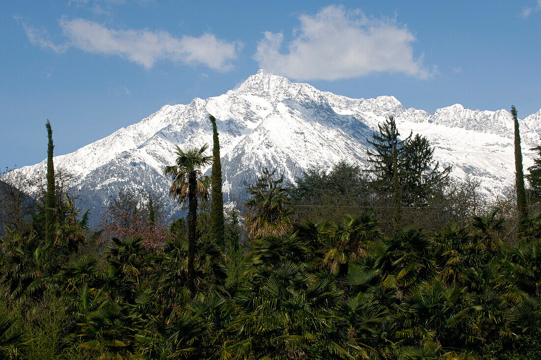 Palm trees in the garden of Trauttmansdorff castle, Texel Mountain Range in the background, Meran, South Tyrol, Italy