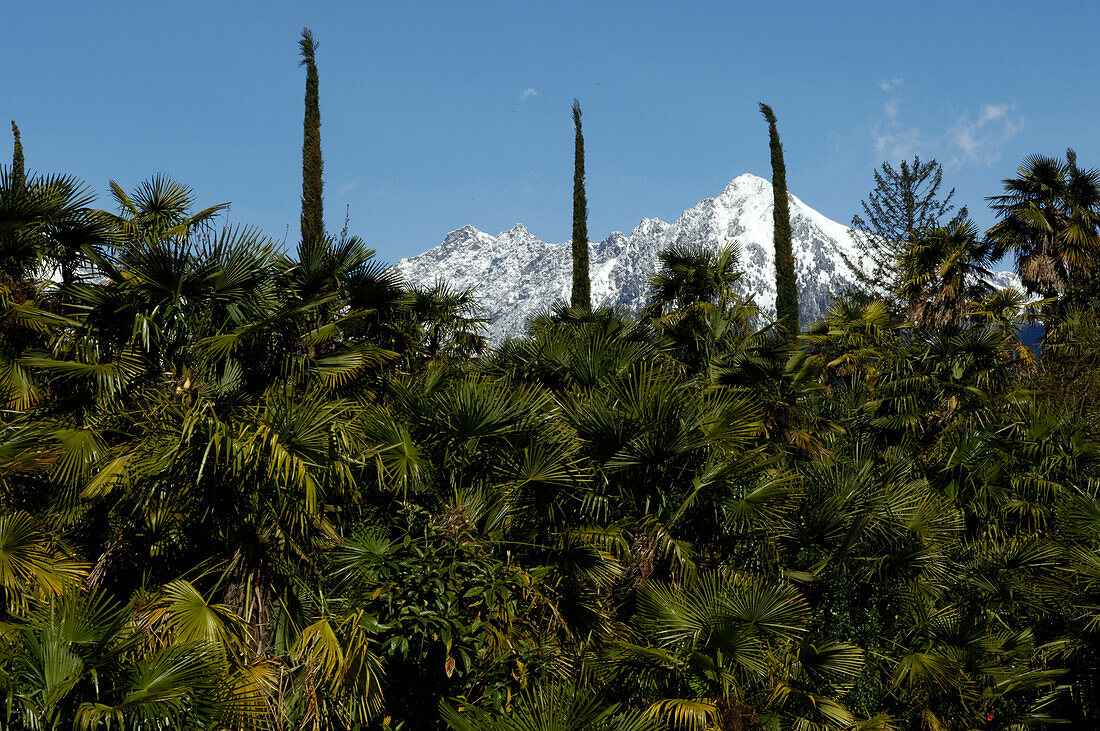 Palm trees in the garden of Trauttmansdorff castle, Texel Mountain Range in the background, Meran, South Tyrol, Italy