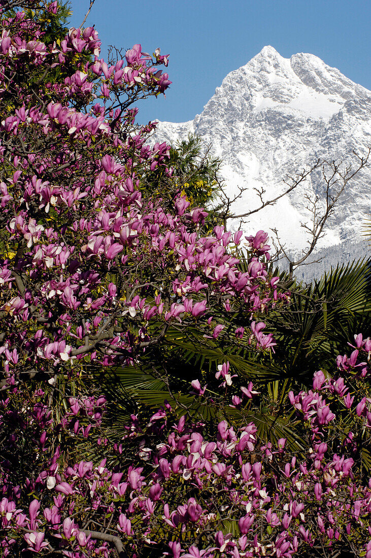 Magnolienblüten und Berglandschaft, Tschigat, Texelgruppe, Meran, Burggrafenamt, Südtirol, Italien