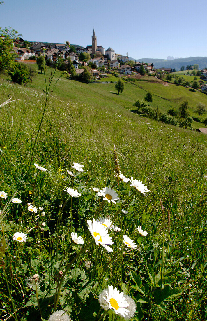 Spring flowers in a meadow near the village of Jenesien, South Tyrol, Italy