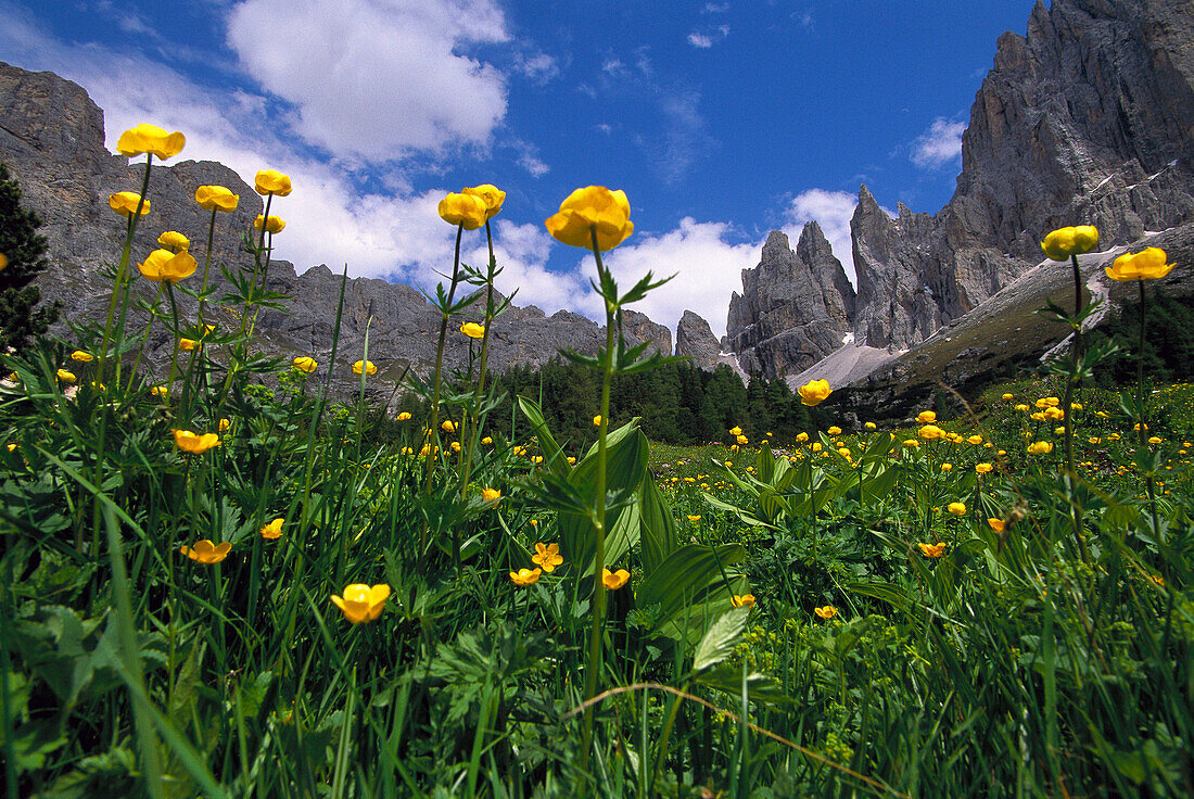 Blumenwiese mit Trollblumen, Rosengarten Gruppe, Dolomiten, Südtirol, Italien
