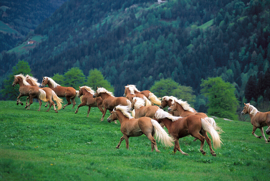 Haflinger horses galopping through a meadow, breeding, South Tyrol, Italy
