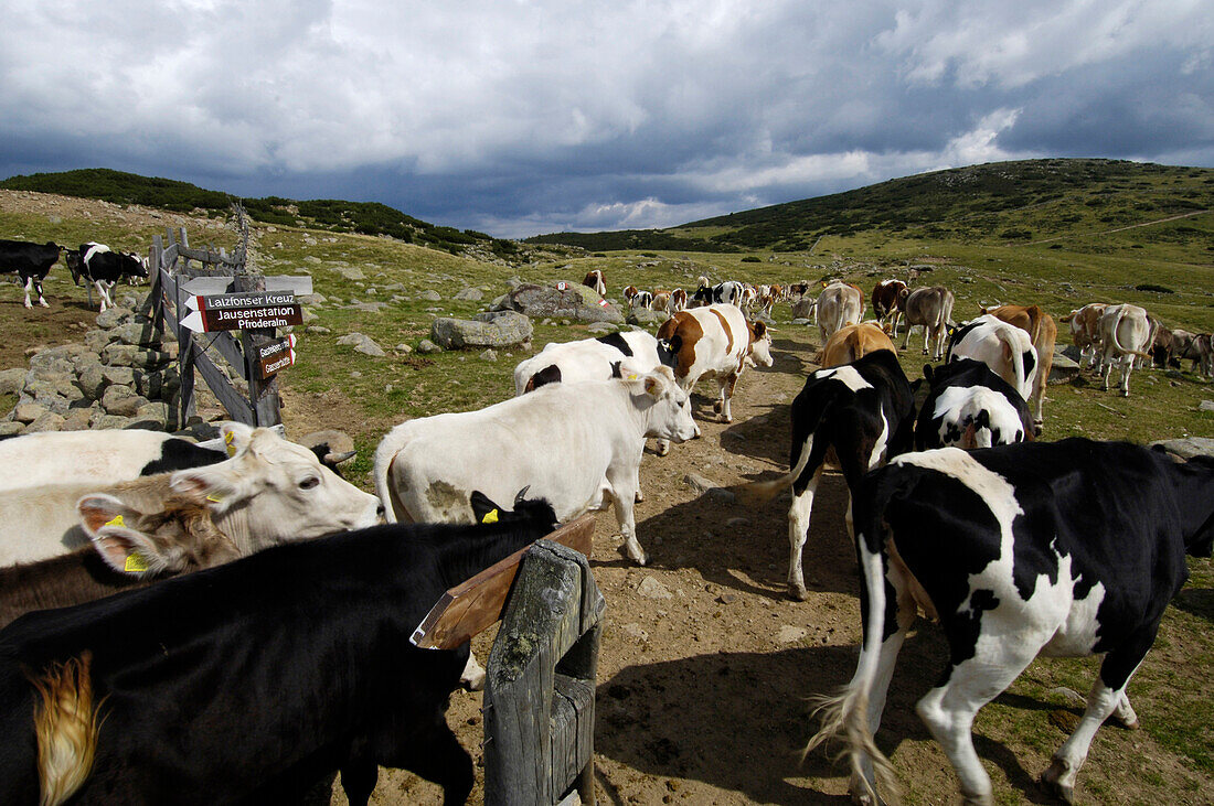 Cows in an alpine pasture, Livestock, Rittner Horn, South Tyrol, Italy
