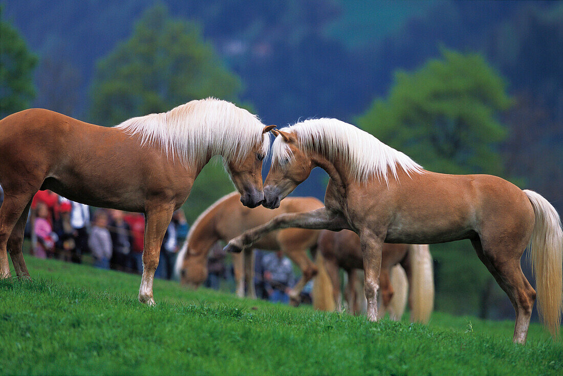 Haflinger horses in a meadow, breeding, South Tyrol, Italy