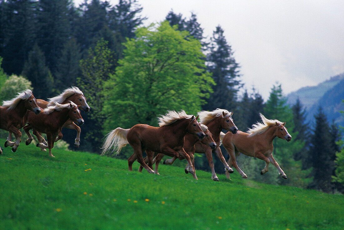 Haflinger horses galopping through a meadow, breeding, South Tyrol, Italy