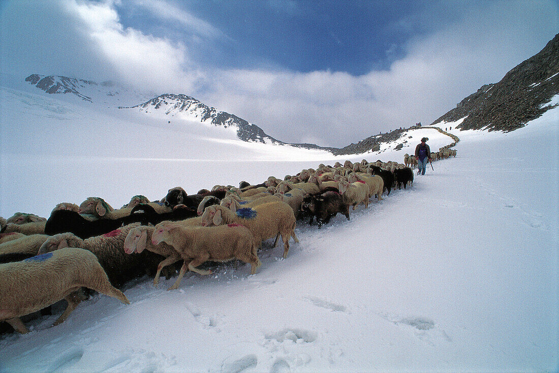 Flock of sheep with shepherd in snow, Mountain landscape, Schnalstal, Oetztaler Alps, South Tyrol, Italy