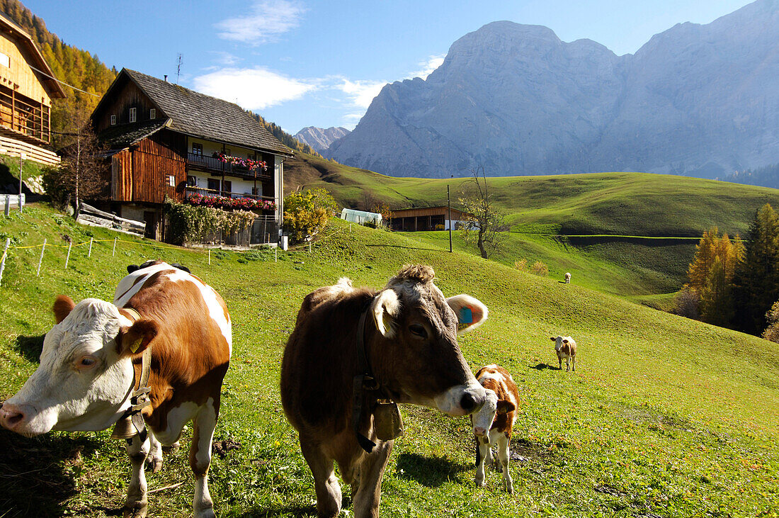 Farmhouse with calves, Mountain landscape, Wengen, La Val, Abteital, South Tyrol, Italy