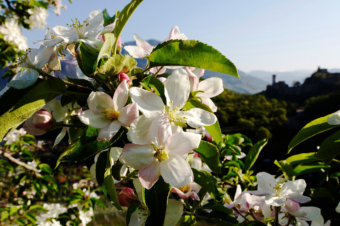 Apfelblüte im Frühling, Schloss Sigmundskron, Obstanbau, Südtirol, Italien