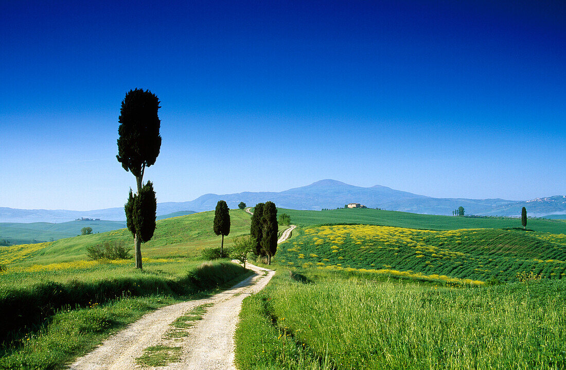 Landschaft mit Pinien unter blauem Himmel, Blick zum Monte Amiata, Val d'Orcia, Toskana, Italien, Europa