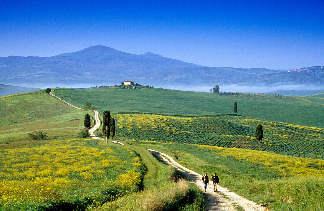 Wanderer auf einer Landstrasse unter blauem Himmel, Blick zum Monte Amiata, Val d'Orcia, Toskana, Italien, Europa