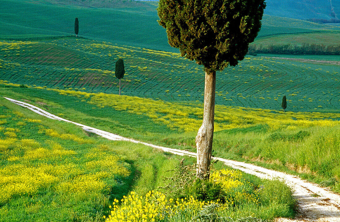 Landstrasse mit Pinien, Val d'Orcia, Toskana, Italien, Europa