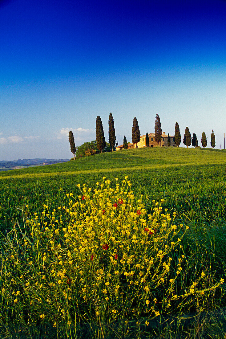 Yellow flowers in front of country house with cypresses, Val d'Orcia, Tuscany, Italy, Europe