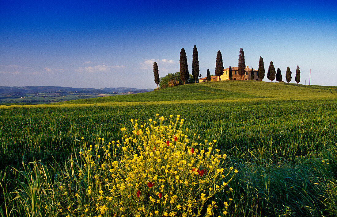 Yellow flowers in front of country house with cypresses, Val d'Orcia, Tuscany, Italy, Europe