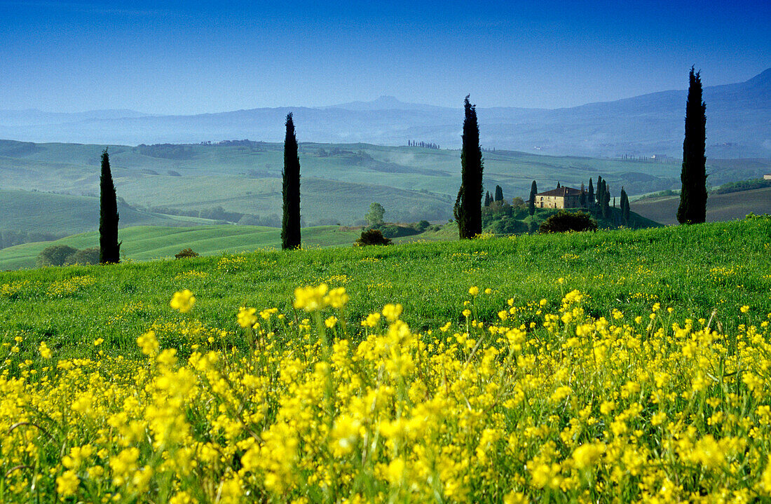 Yellow flowers in front of cypresses and country house, Val d´Orcia, Tuscany, Italy, Europe