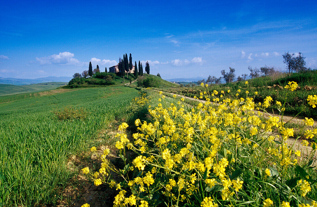 Yellow flowers in front of country house with cypresses, Val d'Orcia, Tuscany, Italy, Europe