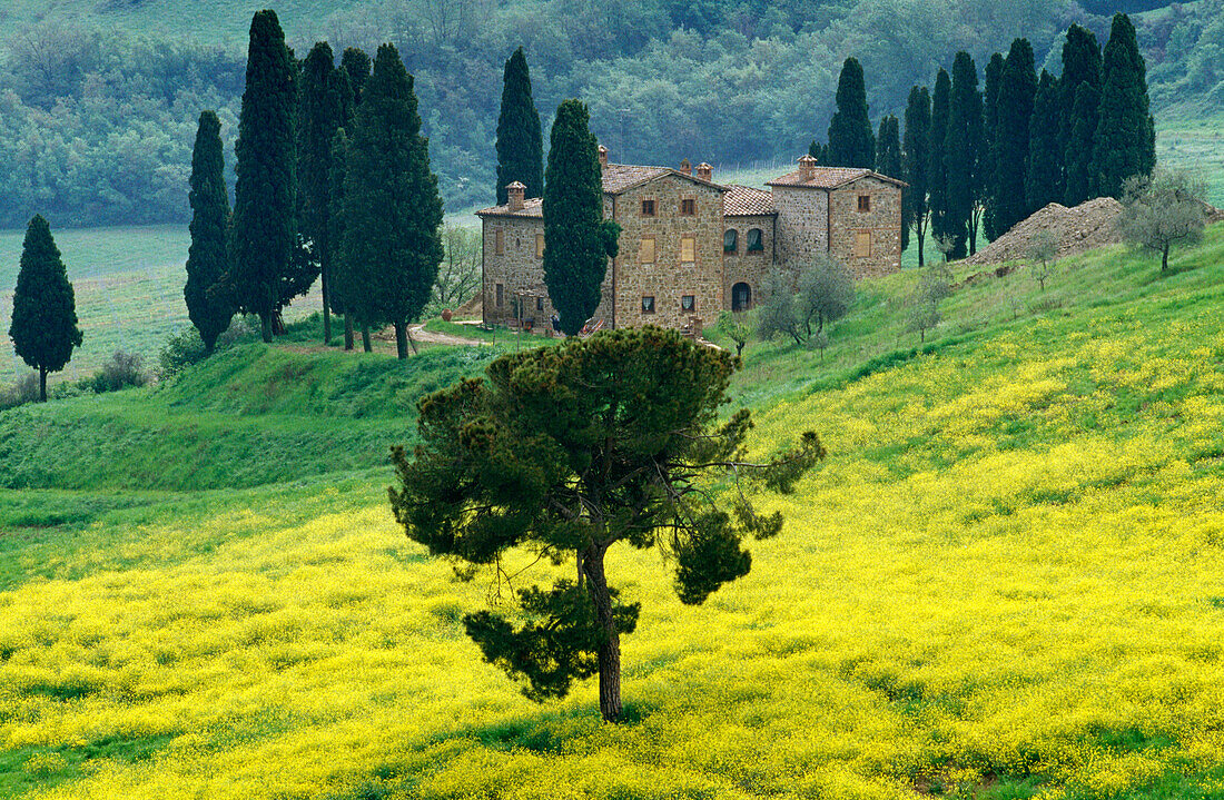 Country house with pines and flower meadow, Tuscany, Italy, Europe