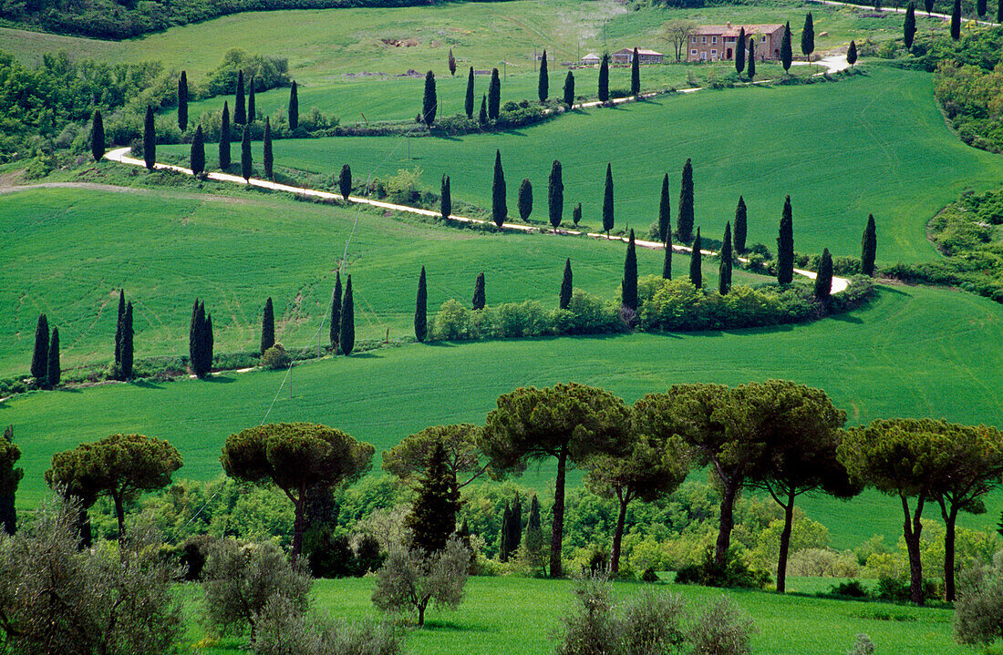 Serpentine road with cypresses, Val d'Orcia, Tuscany, Italy, Europe
