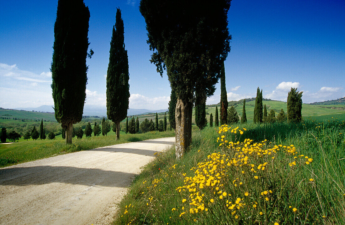 Zypressenallee im Sonnenlicht, Val d'Orcia, Toskana, Italien, Europa