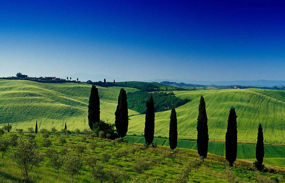 Landscape with cypresses under blue sky, Crete, Tuscany, Italy, Europe