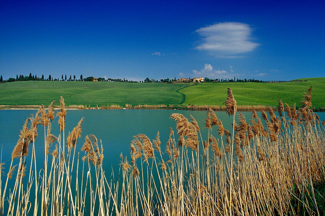 Lake with reed under blue sky, Crete, Tuscany, Italy, Europe