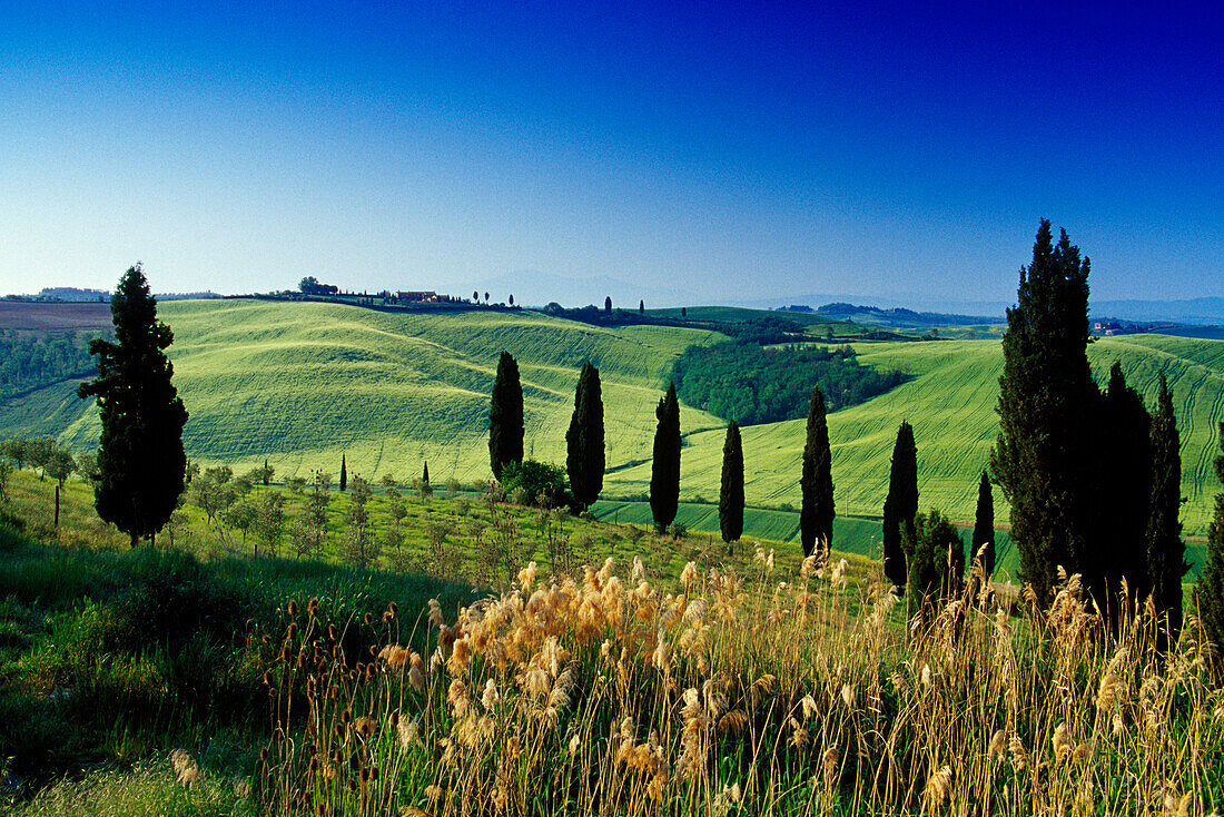 Landscape with cypresses under blue sky, Crete, Tuscany, Italy, Europe