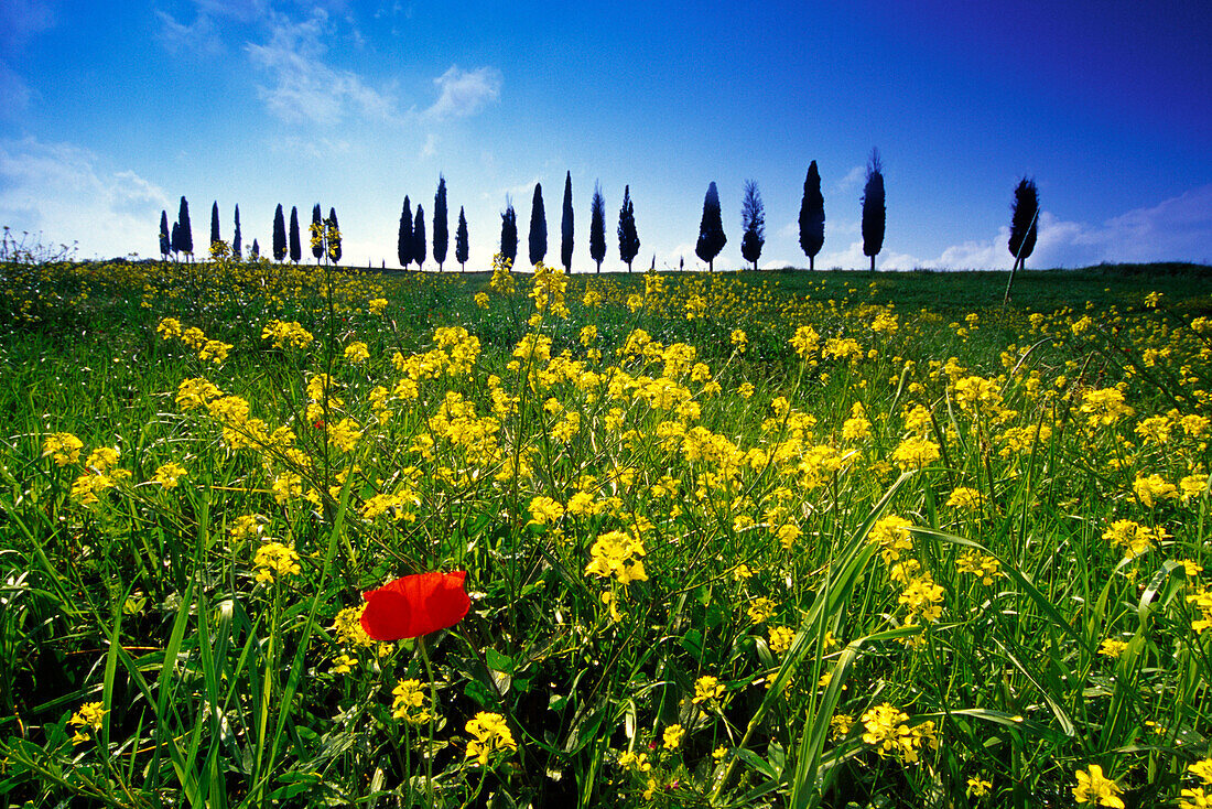 Flower meadow with poppy in front of cypress alley, Val d´Orcia, Tuscany, Italy, Europe