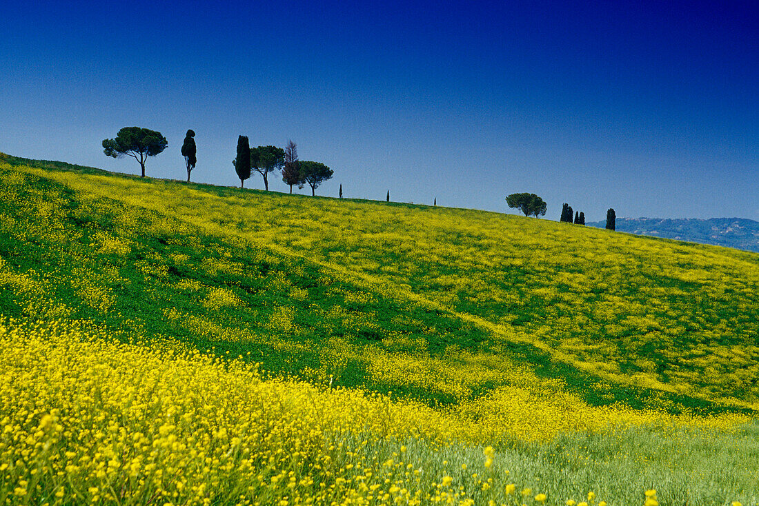 Blumenwiese mit Pinien und Zypressen, Val d'Orcia, Toskana, Italien, Europa