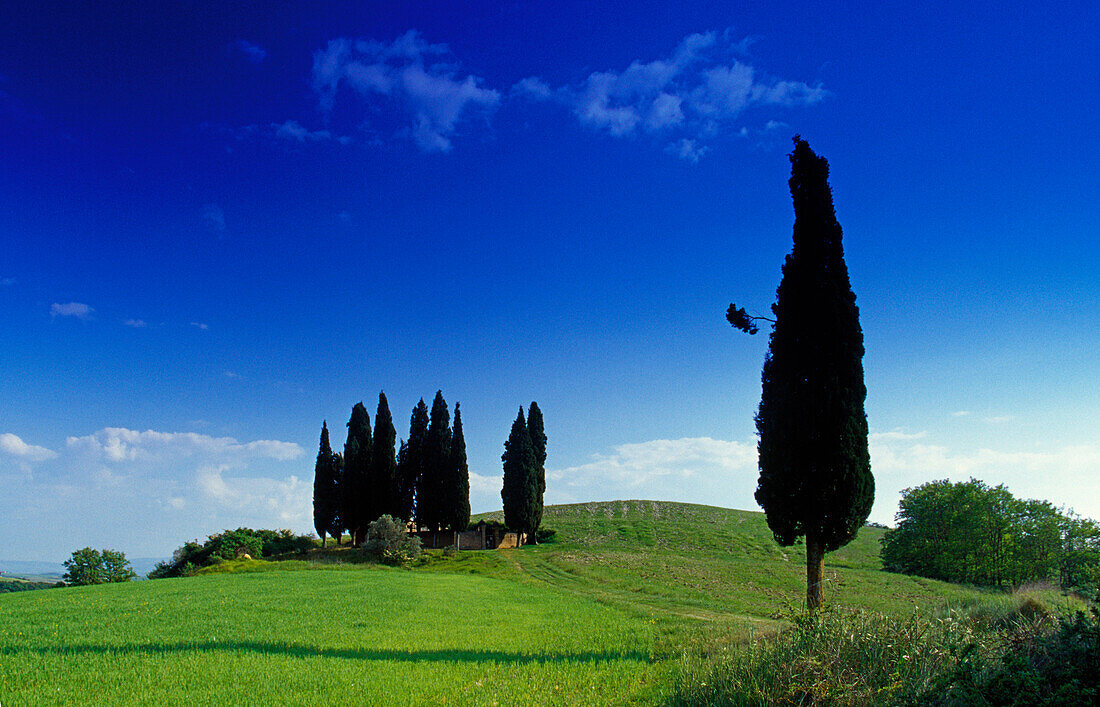 Zypressen an einem kleinen Friedhof, Val d'Orcia, Toskana, Italien, Europa