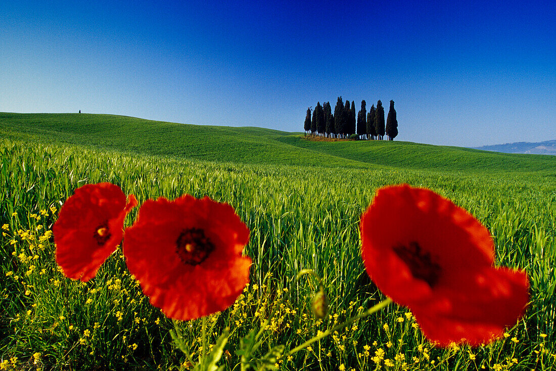 Poppies in front of cypresses in the sunlight, Val d'Orcia, Tuscany, Italy, Europe