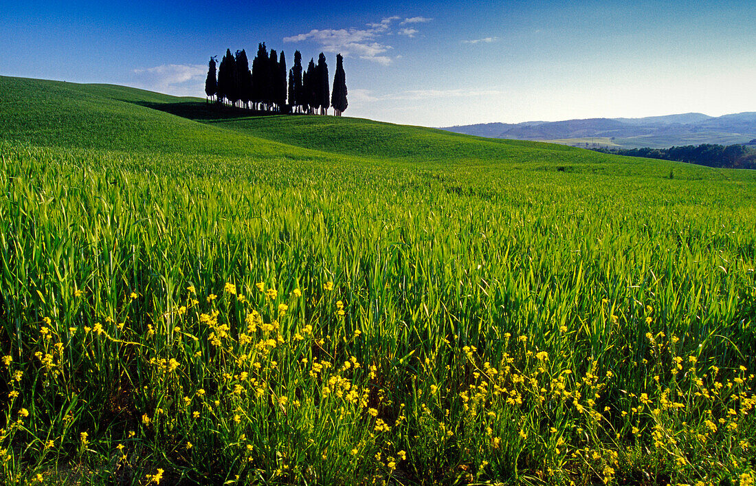 Blumenwiese vor Zypressengruppe, Val d'Orcia, Toskana, Italien, Europa