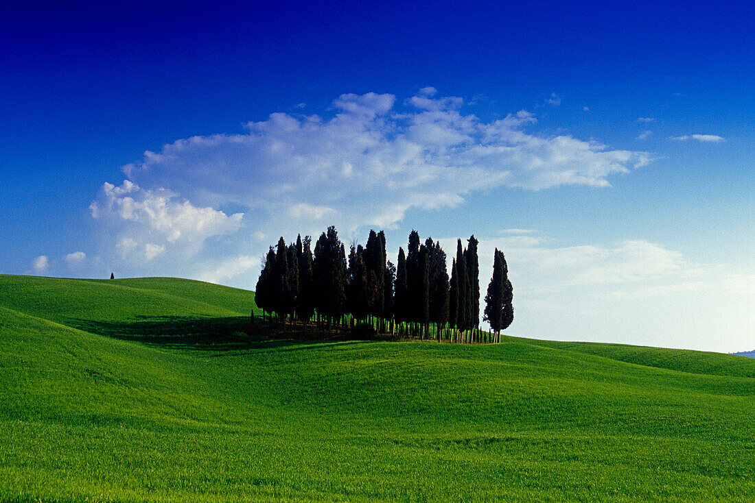 Cypresses on the horizon, Val d'Orcia, Tuscany, Italy, Europe