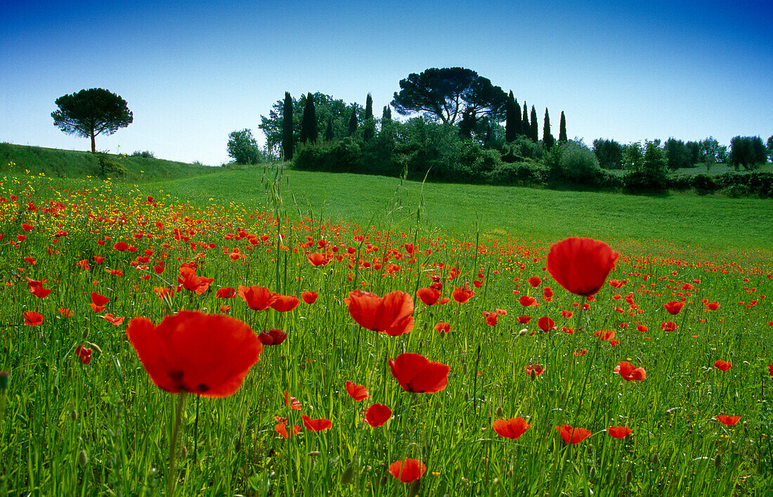 Meadow with poppies under blue sky, Val d'Orcia, Tuscany, Italy, Europe