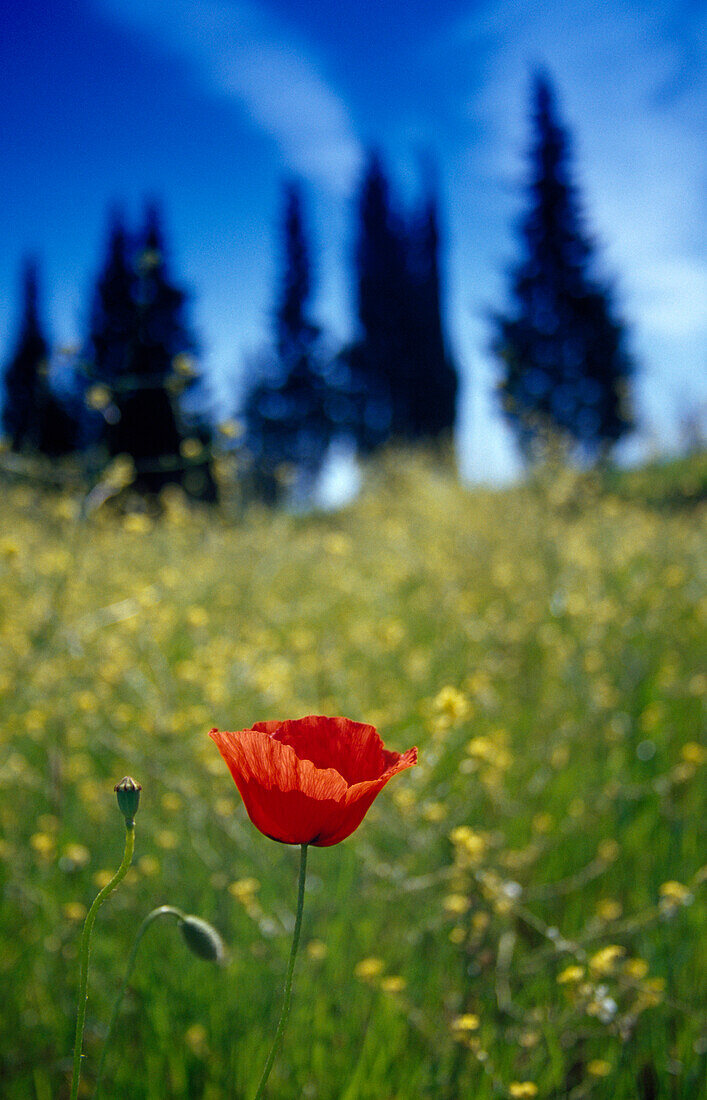 Mohnblüte und Zypressen, Val d'Orcia, Toskana, Italien, Europa