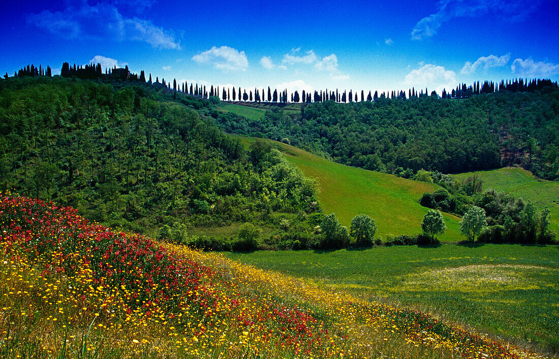 Blumenwiese und Zypressenallee unter blauem Himmel, Toskana, Italien, Europa