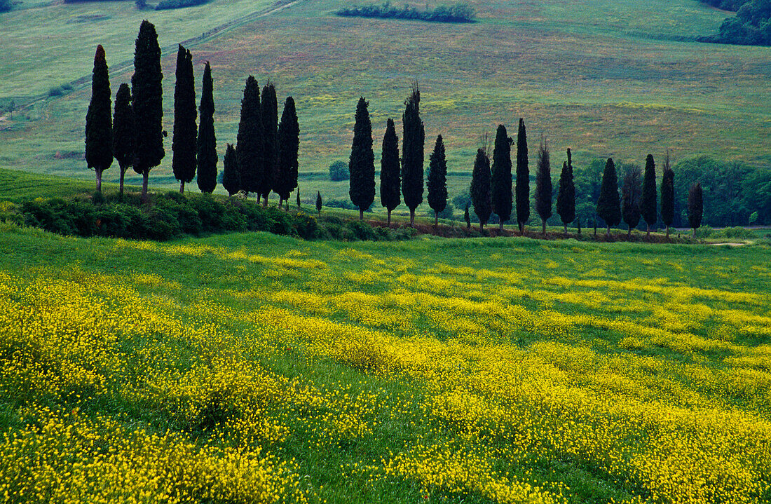 Landschaft mit Zypressenallee, Toskana, Italien, Europa